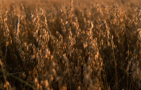 Field Oats Close Oat Ears Have Ripened Deep Yellow Color — Stock Photo, Image