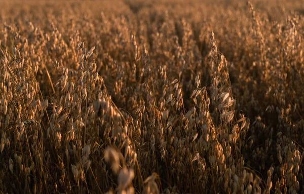 八月日落时分 燕麦的近视燕麦的耳朵成熟成了一张深黄的照片 阳光冲破了谷粒 — 图库照片