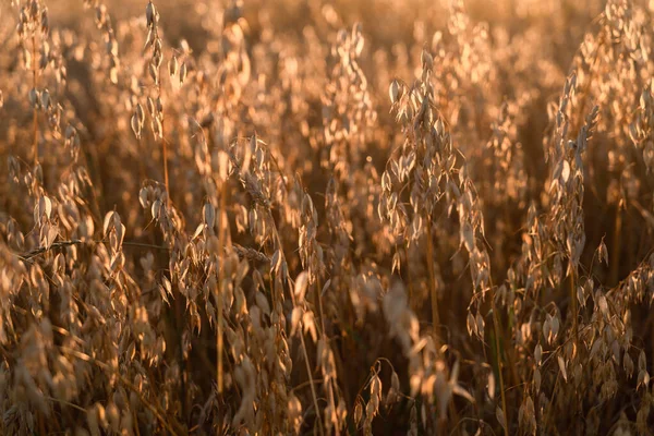 stock image a field of oats close-up oat ears have ripened to a deep yellow color photo at sunset in August sunbeams break through the grain