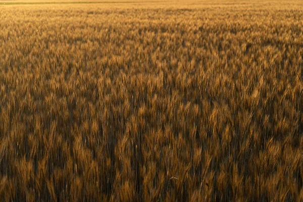 Pšeničné Pole Zralými Slupkami Pšenice Při Západu Slunce Vznešeném Zemědělském — Stock fotografie