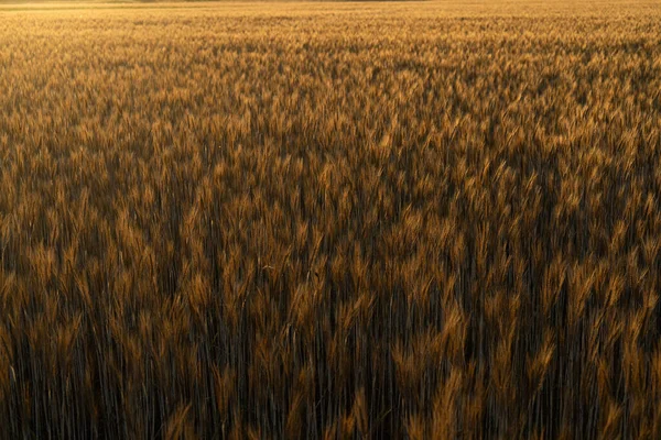 8月の農地の日没時に熟した小麦の穂を持つ小麦畑太陽の光の下で畑で有機小麦を収穫する準備ができて — ストック写真