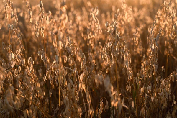 八月日落时分 燕麦的近视燕麦的耳朵成熟成了一张深黄的照片 阳光冲破了谷粒 图库图片