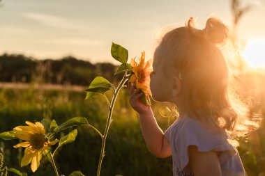 Güneş ışınlarında küçük bir kız gün batımında çiçeklere bakar. Ağustosta arka planda, tarlanın arka planında.