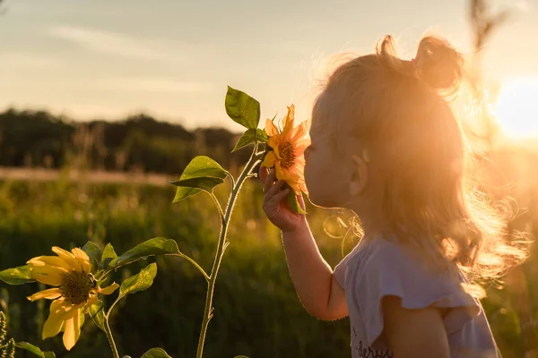 一个小女孩在阳光下看着夕阳西下的向日葵 在八月的背光下 在田野的背景下 免版税图库照片