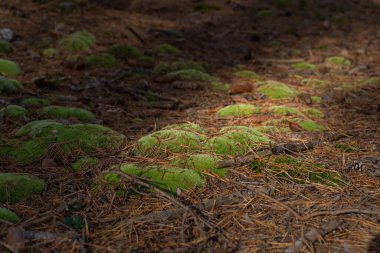 Sonbaharın sonlarında güneşin altında kozalaklı bir ormanda düşen çam yaprakları arasında yeşil yosun.