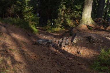 Sonbaharda bir çam ormanının ortasında ahşap yürüyüş yolu