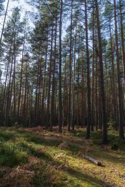 Sonbaharda güneşli bir günde, uzun çamlar arasında kozalaklı bir ormanda yol manzarası.