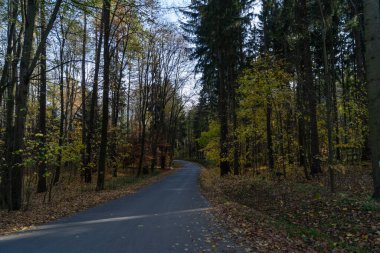 Sonbahar güneşinde çam ormanları ve yüksek ağaçlar arasında asfalt yol