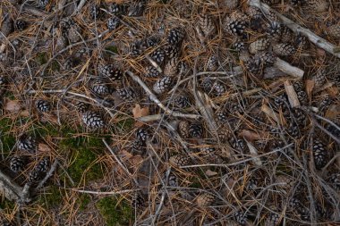 Düşen çam iğnelerinin üst manzarası kozalaklar çam ormanlarında yerde kuru dallar.