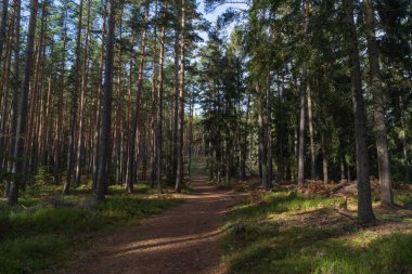Sonbaharda uzun ağaçların arasındaki ara sokağı görüyorum.