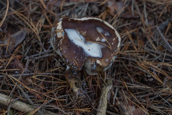 落松针尖间的烂蘑菇 — 图库照片