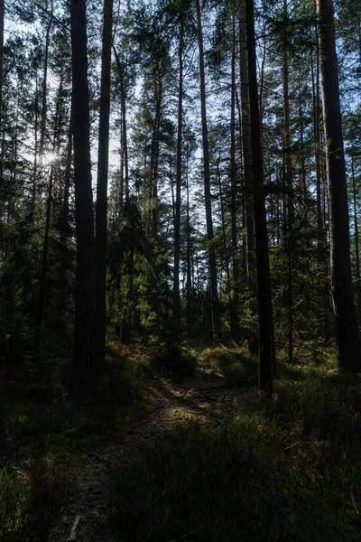 Una Vista Sendero Bosque Coníferas Entre Pinos Altos Día Soleado — Foto de Stock
