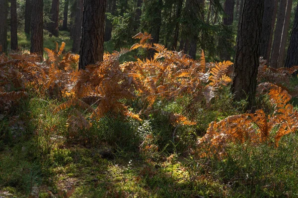 Žlutá Kapradina Uprostřed Lesa Slunečného Počasí Podzim — Stock fotografie