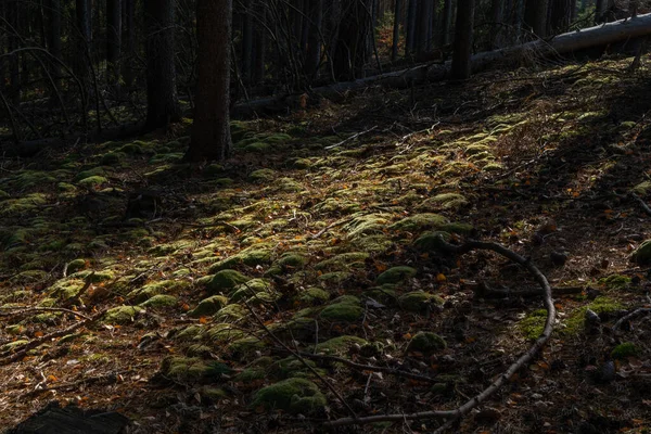 Musgo Verde Entre Agulhas Pinheiro Caídas Uma Floresta Coníferas Luz — Fotografia de Stock