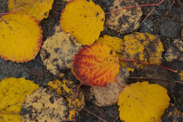 Жёлтые Опавшие Листья Березы Закрываются Земле Красивые Листья Красными Краями — стоковое фото