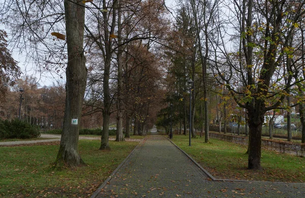 공원에 나무들 사이의 오솔길을 내려다볼 때노랗게 쓰러진 폴란드 즈드지에 나무들이 — 스톡 사진