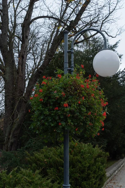 Flores Rojas Otoño Cuelgan Una Lámpara Calle Como Decoración Fondo — Foto de Stock
