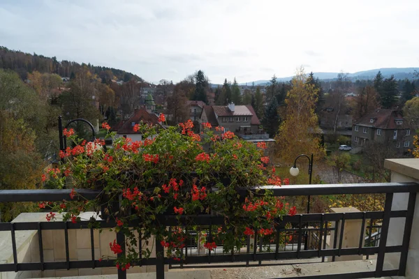 Vörös Őszi Utcai Virágok Lógnak Kerítésen Mint Egy Dekoráció Háttérben — Stock Fotó