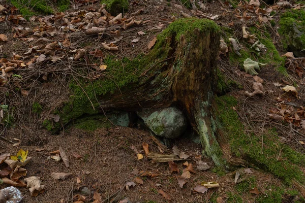 Starý Shnilý Pahýl Kořeny Trčícími Země Zarostlými Mechem Podzimním Lese — Stock fotografie
