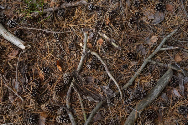 Blick Von Oben Auf Den Boden Kiefernwald Tannennadeln Tannenzapfen Trockene — Stockfoto