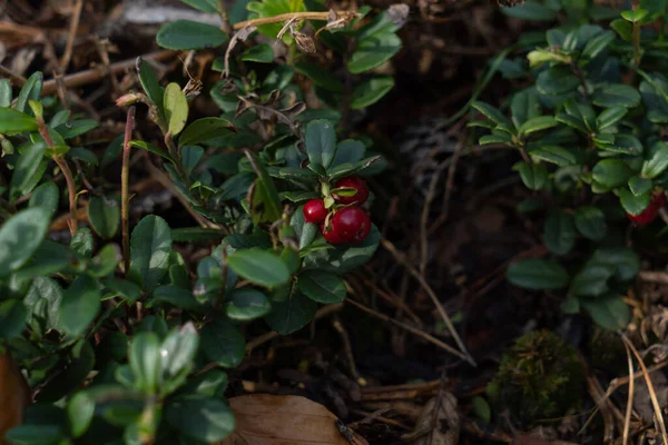 Arbustos Lingonberry Com Folhas Verdes Bagas Clima Ensolarado Outono — Fotografia de Stock