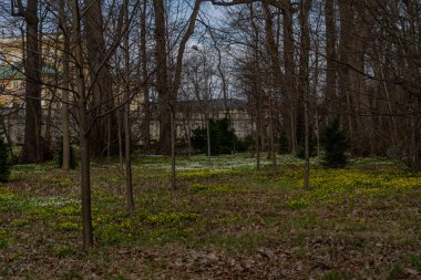 İlkbahar ağaçlarında yapraksız park. Yerde çiçek açar. İlk bahar çiçekleri.