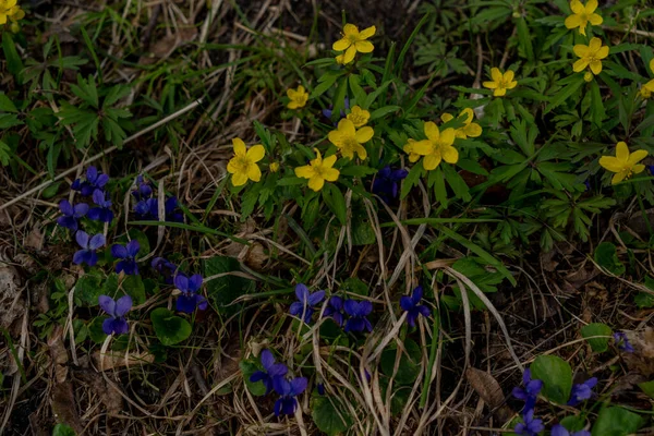 春天的第一批花是黄色和蓝色的 — 图库照片