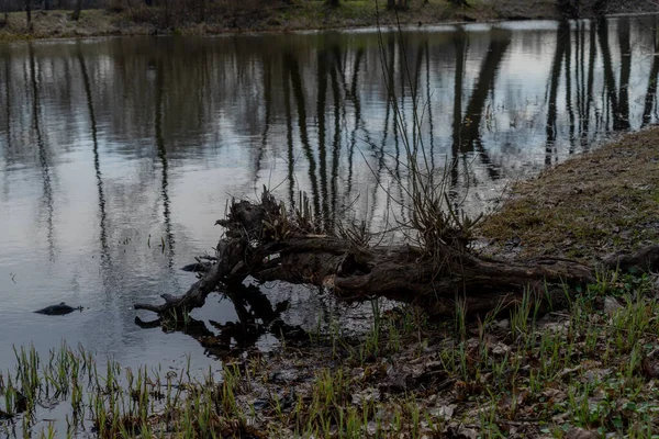 Sonbaharın Sonundaki Göl Manzarası Suya Yansıyan Ağaçlar Ufukta Batan Akşam — Stok fotoğraf