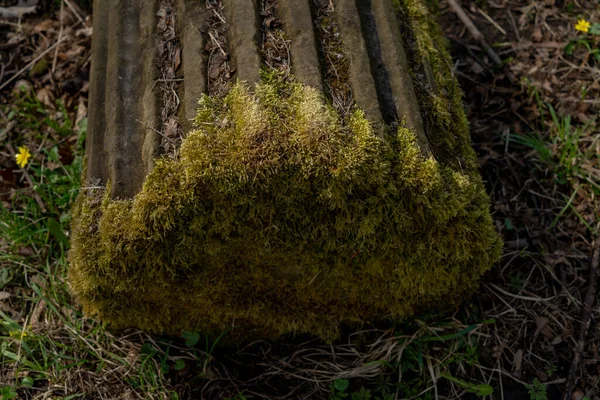 Old Ruined Columns Overgrown Moss Lie Ground Middle Grass Columns — Stock Photo, Image