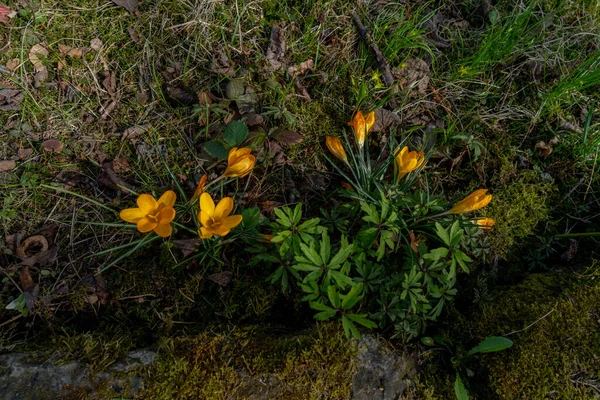 První Jarní Květiny Jsou Žluté Modré — Stock fotografie