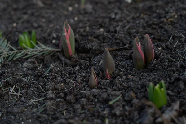 Die Ersten Tulpensprossen Dringen Frühen Frühlingsabend Aus Der Erde — Stockfoto