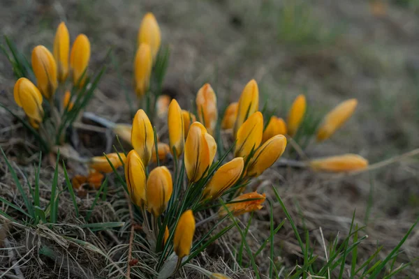 Желтые Крокусы Появляются Земли Ранней Весной — стоковое фото