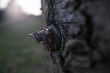 Ağacın kabuğundaki ince bir dalın kuru kabuğu silindir şeklinde bükülmüş.