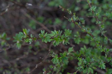 İlkbaharın başlarında, dışarıdaki süslü çalıların üzerinde ilk yapraklar.
