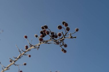 Kışın dondurucu güneşli bir havada mavi gökyüzüne karşı buzla kaplanmış dutlarla kaplı bir dal.