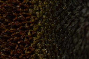 Ayçiçeği makrosunun ortasındaki doku