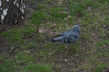 Bir güvercin baharın başında yeşil çimlerde yürür.