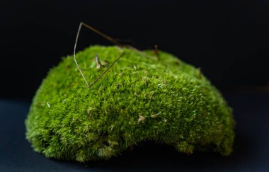 moss close-up isolated on black background