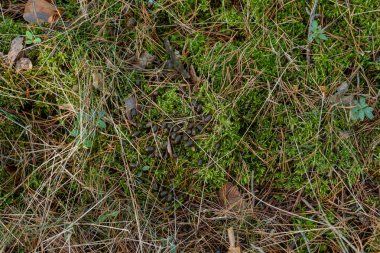 Ormandaki yosunların arasında geyik dışkısı.
