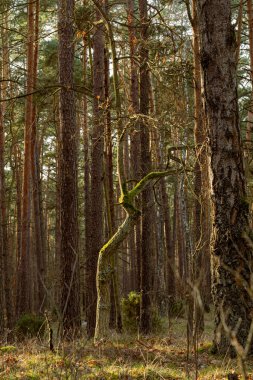 Ağaç gövdeleri ve yeşil yaprakları olan güzel bir sonbahar ormanı. Letonya