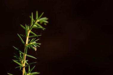 Fotokopi alanı olan koyu bir arkaplan üzerindeki ladin dalını kapat