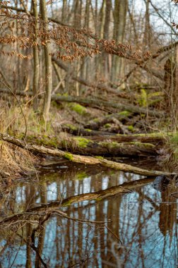 İlkbaharda sular altında kalmış bir bataklık. Bahar başında bataklık