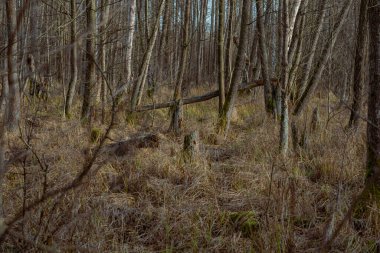 Ağaç gövdeleri ve yeşil yaprakları olan güzel bir sonbahar ormanı. Letonya