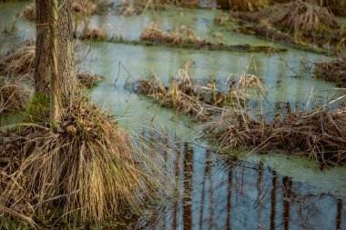 Kurumuş ağaç gövdeleri ve dalları sonbahar renklerinde ormandaki bir bataklıkta.