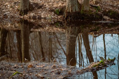Kurumuş ağaç gövdeleri ve dalları sonbahar renklerinde ormandaki bir bataklıkta.
