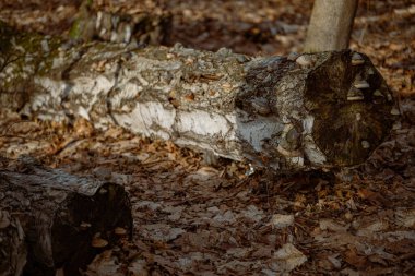 Sonbahar ormanındaki eski kırık ağaç. Sığ alan derinliği.