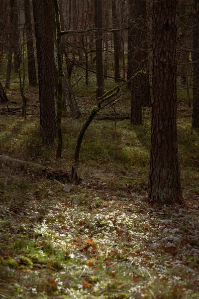 Ağaç Gövdeleri Yeşil Yaprakları Olan Güzel Bir Sonbahar Ormanı Letonya — Stok fotoğraf