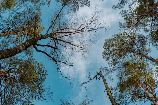 stock image Low angle view of tall pine trees against blue sky with white clouds