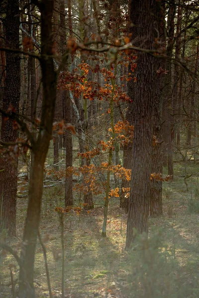 Bella Foresta Colorata Autunnale Con Tronchi Albero Fogliame Verde Latvia — Foto Stock