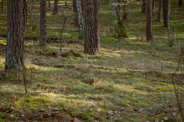 Hermoso Bosque Color Otoñal Con Troncos Árboles Follaje Verde Latvia —  Fotos de Stock